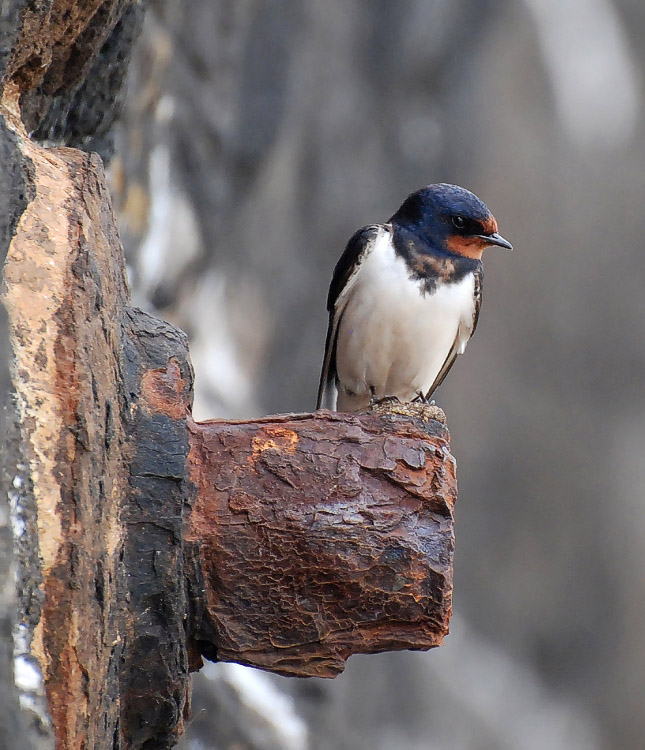 photo "Swift" tags: nature, wild animals