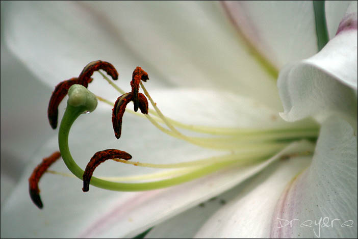 фото "лилия 3" метки: макро и крупный план, природа, цветы