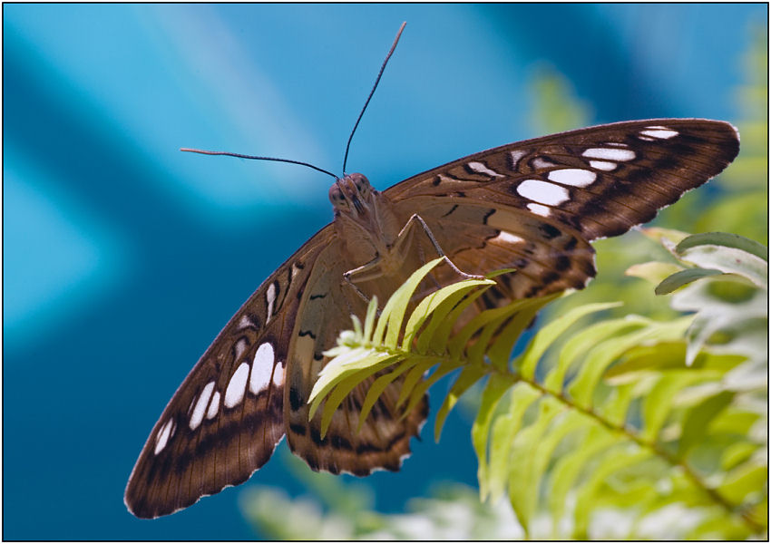 photo "Glider" tags: macro and close-up, nature, insect