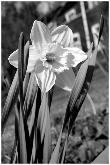 photo "***" tags: nature, flowers