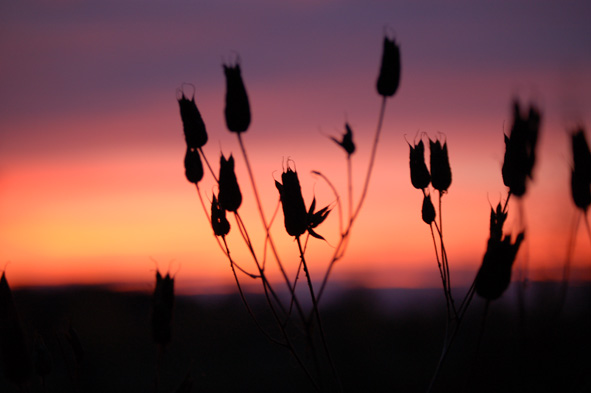 photo "***" tags: landscape, sunset