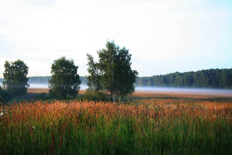 фото "Утренний туман" метки: пейзаж, закат, лес
