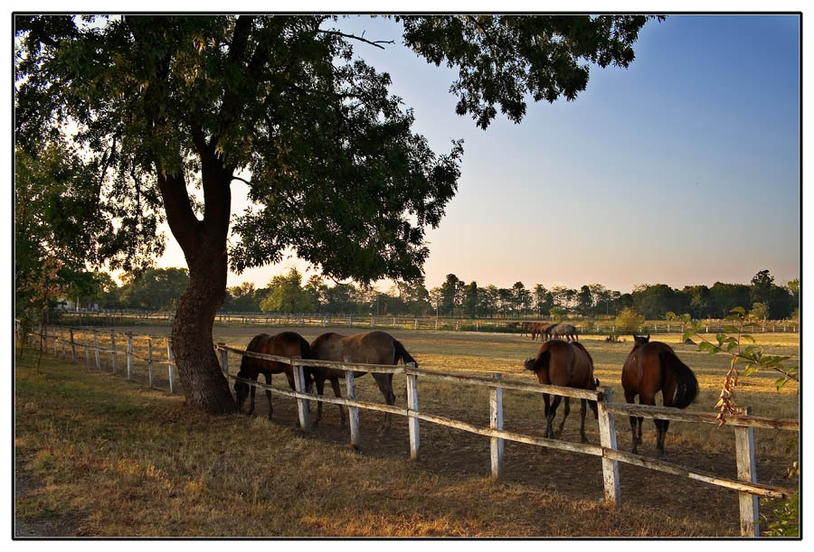 photo "***" tags: nature, landscape, pets/farm animals, summer