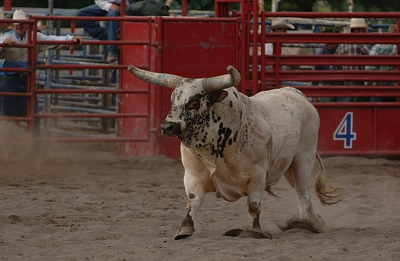 photo "rodeo" tags: sport, 