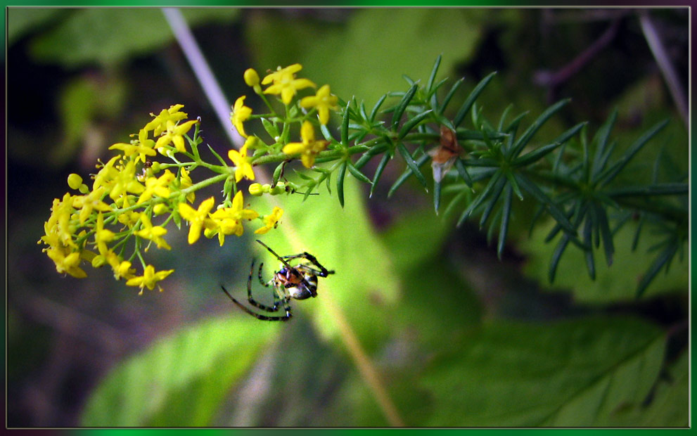 photo "***" tags: nature, insect