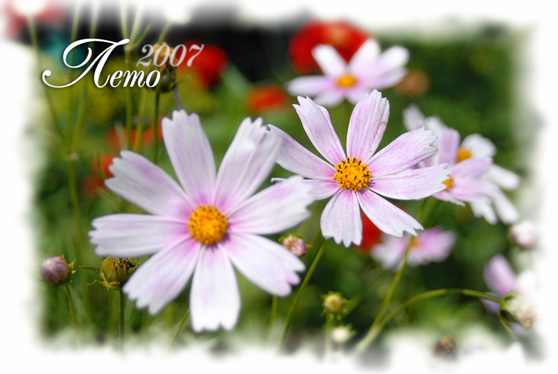 фото "***" метки: природа, цветы