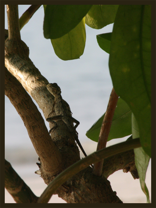 photo "Hiding" tags: nature, wild animals