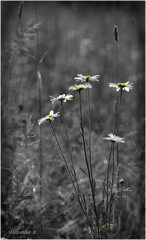 photo "Matricaria matricarioides" tags: black&white, 