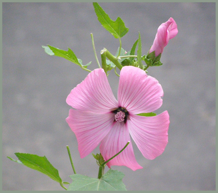 фото "Нежный цветочек мальвы" метки: природа, цветы