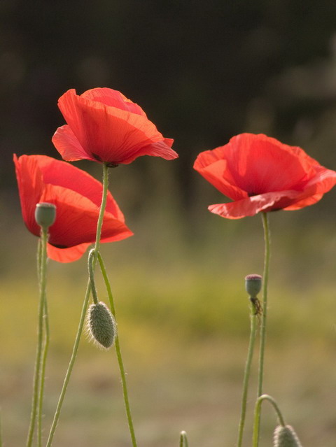 photo "Crimean opium" tags: nature, flowers