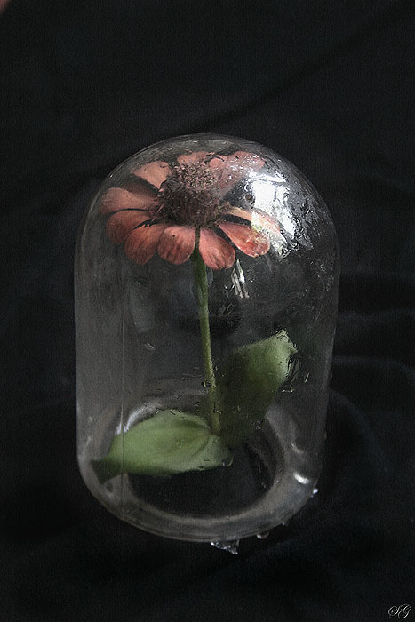 photo "Flower to jar" tags: still life, abstract, 
