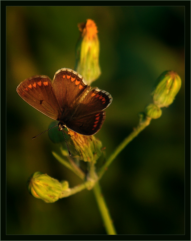 фото "Маленькая бабочка  на закате" метки: природа, макро и крупный план, насекомое