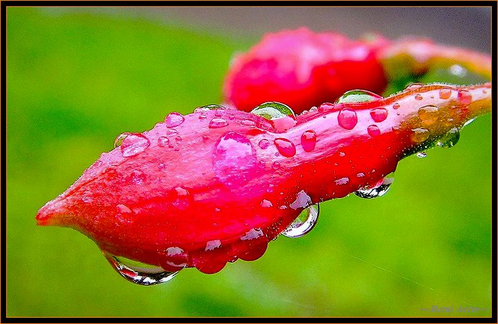 photo "drops" tags: nature, macro and close-up, flowers