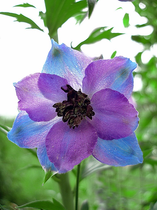 photo "***" tags: nature, macro and close-up, flowers