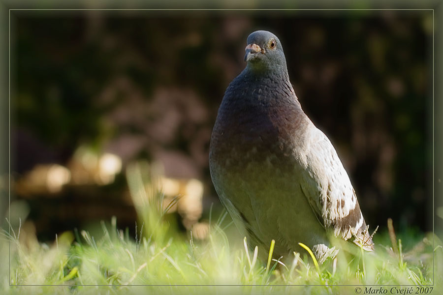 photo "Pigeon" tags: nature, pets/farm animals