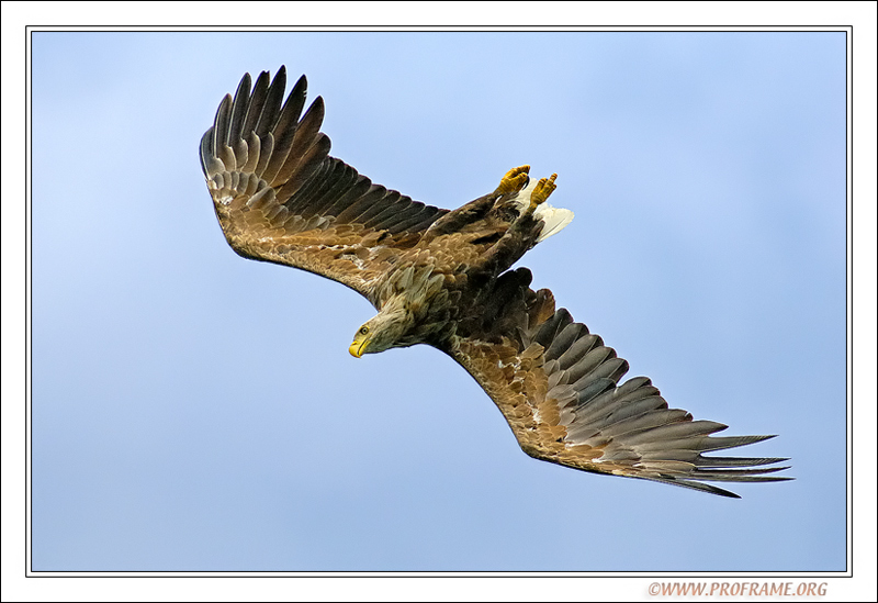 photo "Upside Down" tags: nature, travel, Europe, wild animals