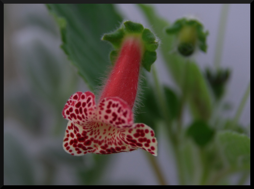 photo "Bulgarian flower" tags: nature, flowers