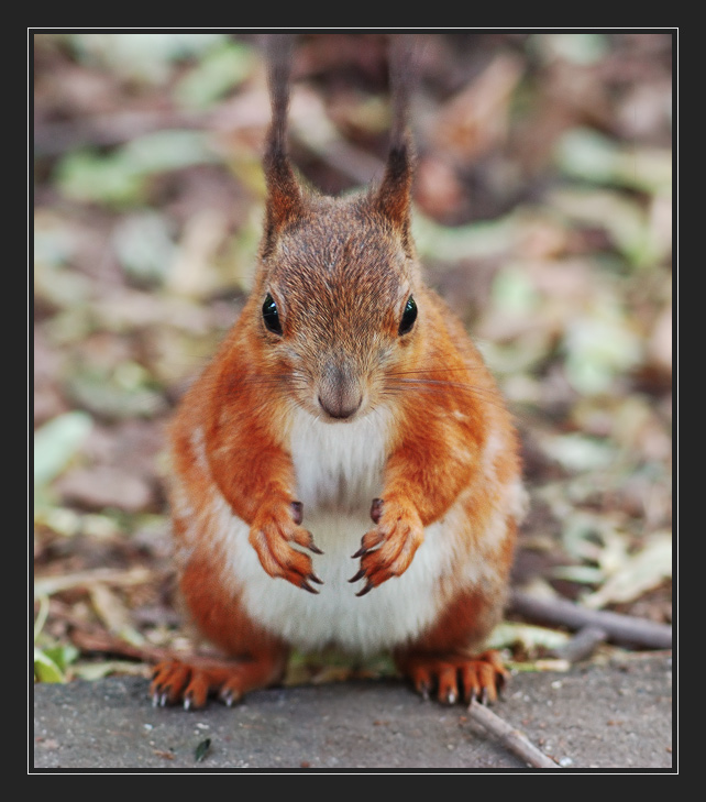 фото "Белка" метки: природа, 