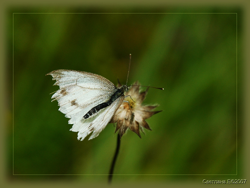 photo "***" tags: nature, insect