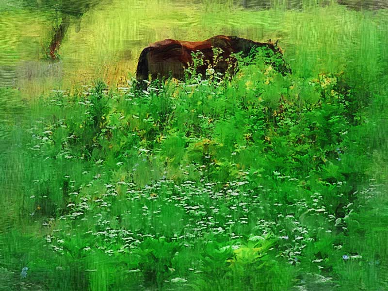 photo "Завтрак на траве." tags: nature, pets/farm animals
