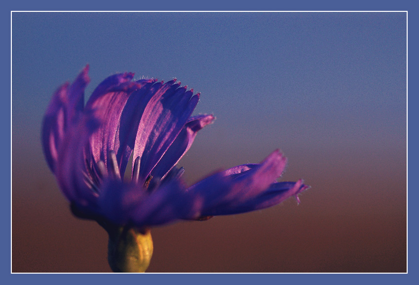 photo "***" tags: macro and close-up, 