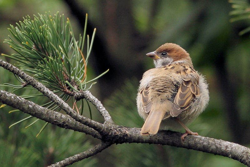 photo "Passer montanus" tags: nature, wild animals
