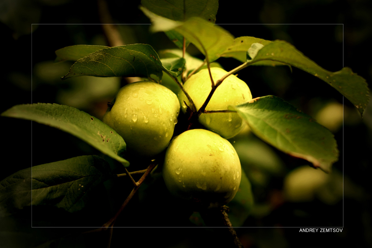 фото "TriApple" метки: макро и крупный план, природа, цветы