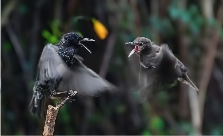 photo "Trial of dethronization" tags: nature, wild animals