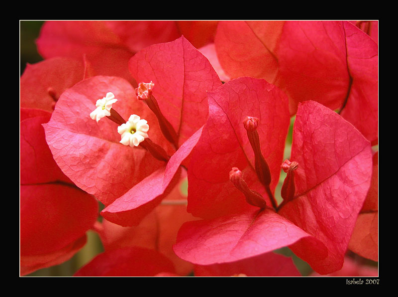 фото "red" метки: природа, макро и крупный план, цветы