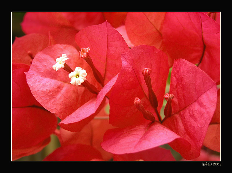 photo "red" tags: nature, macro and close-up, flowers