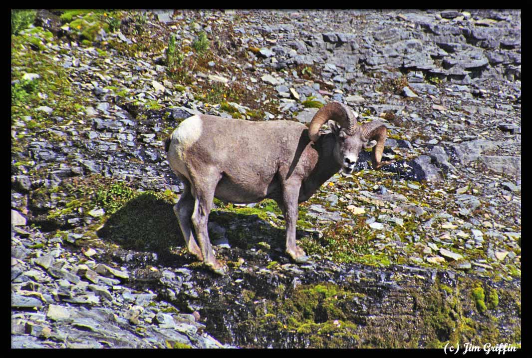фото "The wildlife of the higline trail #2" метки: природа, дикие животные