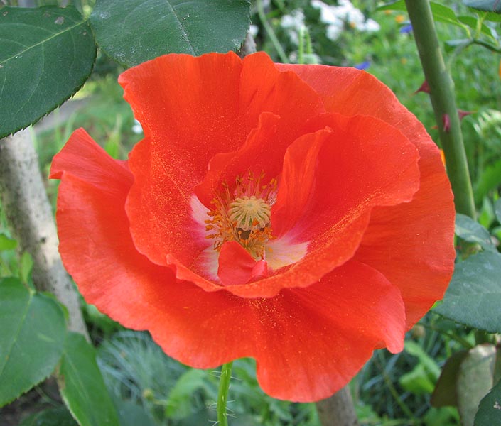 photo "Flower of the Poppy *" tags: nature, macro and close-up, flowers