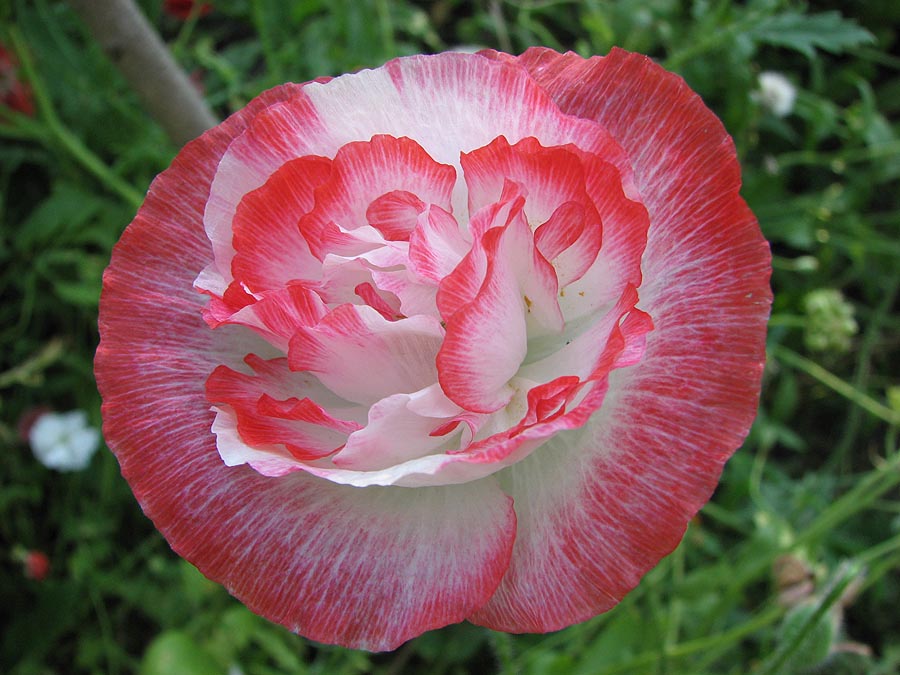 photo "Flower of the Poppy **" tags: nature, macro and close-up, flowers