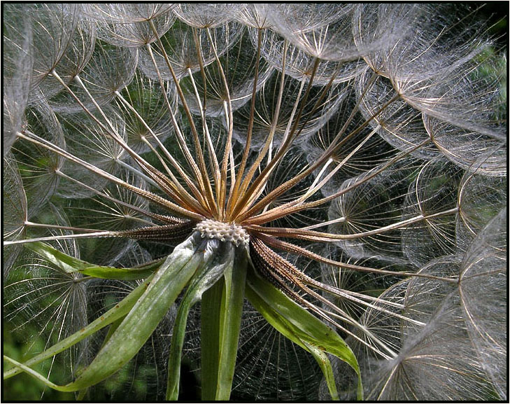 photo "Inside of dandelion" tags: nature, macro and close-up, flowers