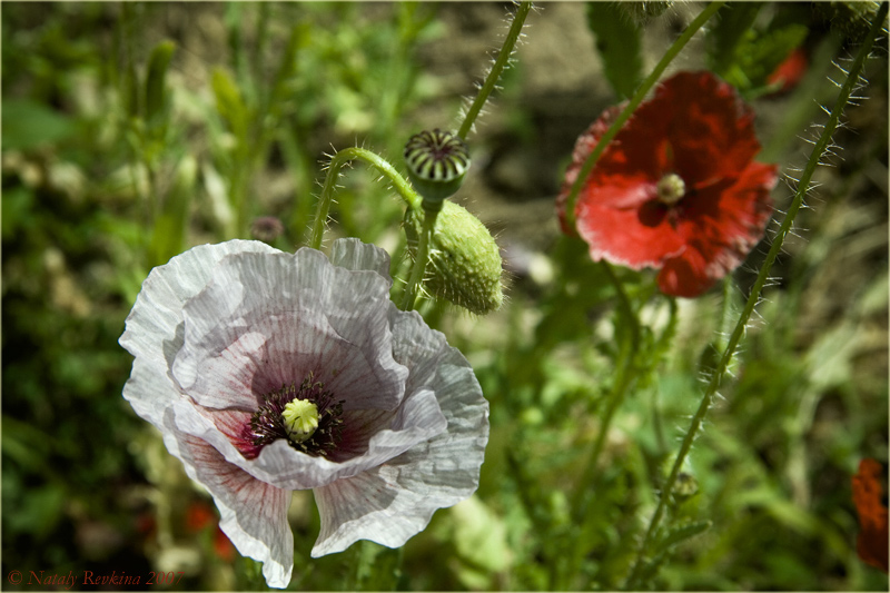 photo "A poppy" tags: nature, flowers