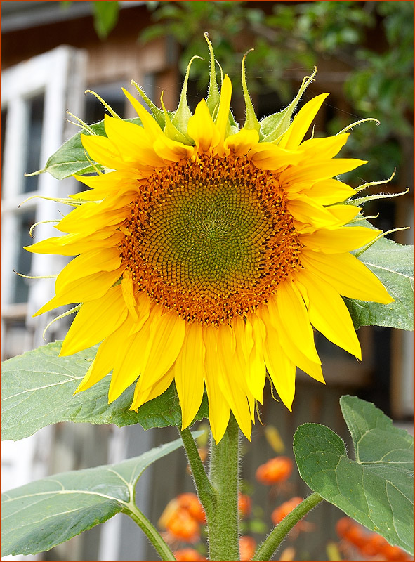 photo "The Beauty Sunflower" tags: nature, flowers