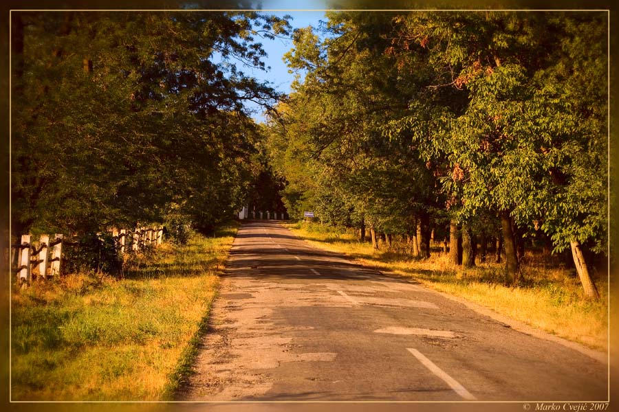 photo "Road" tags: landscape, forest, summer