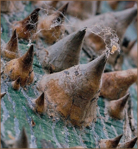 photo "Thorns of CHORISIA - Шипы Хоризии." tags: nature, macro and close-up, flowers