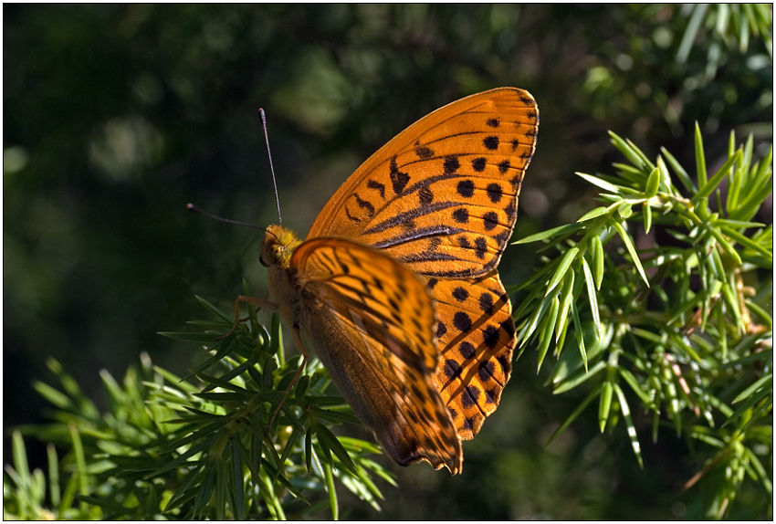 photo "Argynnis paphia" tags: macro and close-up, nature, insect