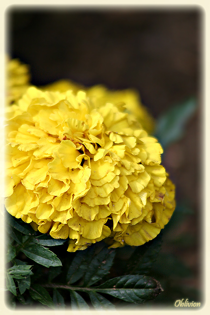 фото "*** Yellow Tenderness ***" метки: макро и крупный план, природа, цветы