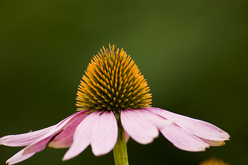 photo "***" tags: macro and close-up, 