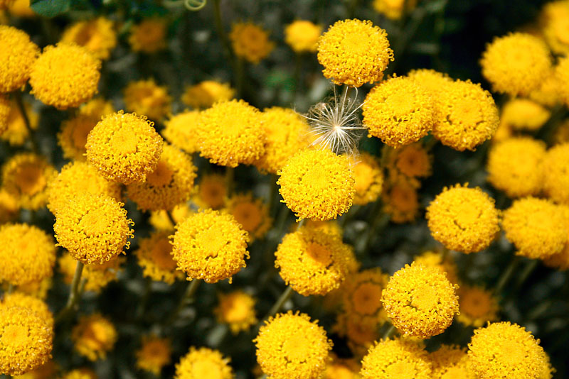 photo "***" tags: nature, flowers