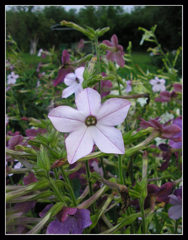 photo "***" tags: nature, flowers