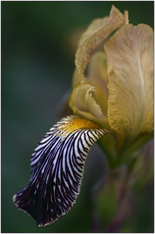 photo "Teaser" tags: macro and close-up, nature, flowers