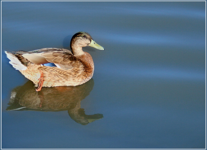 фото "****" метки: природа, дикие животные