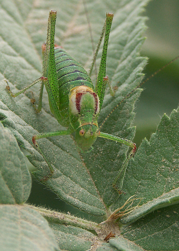 photo "***" tags: macro and close-up, nature, insect