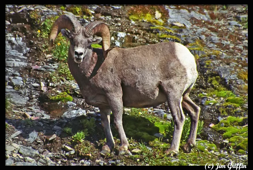 фото "Another longhorn on the trail" метки: природа, дикие животные