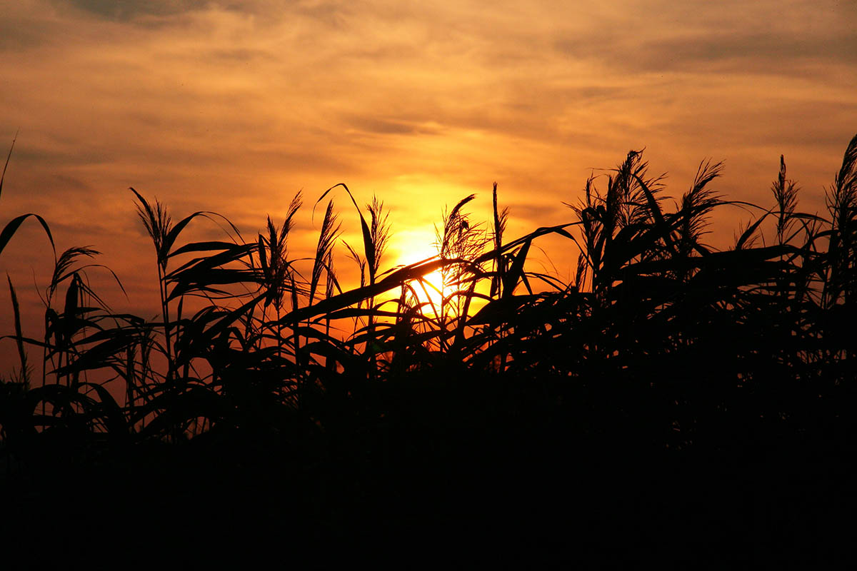 photo "***" tags: landscape, nature, summer