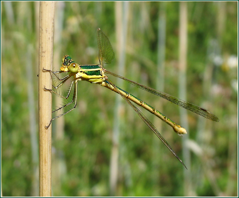 photo "***" tags: nature, macro and close-up, insect