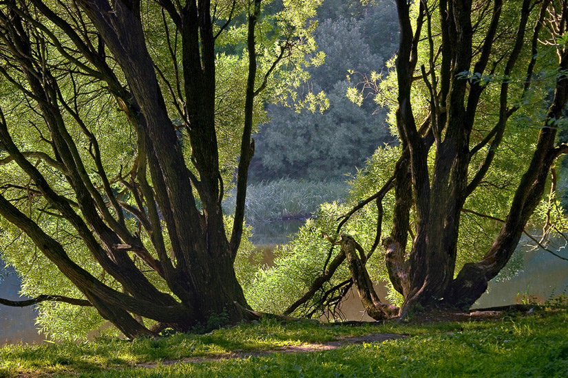 photo "The Moscow park" tags: nature, 